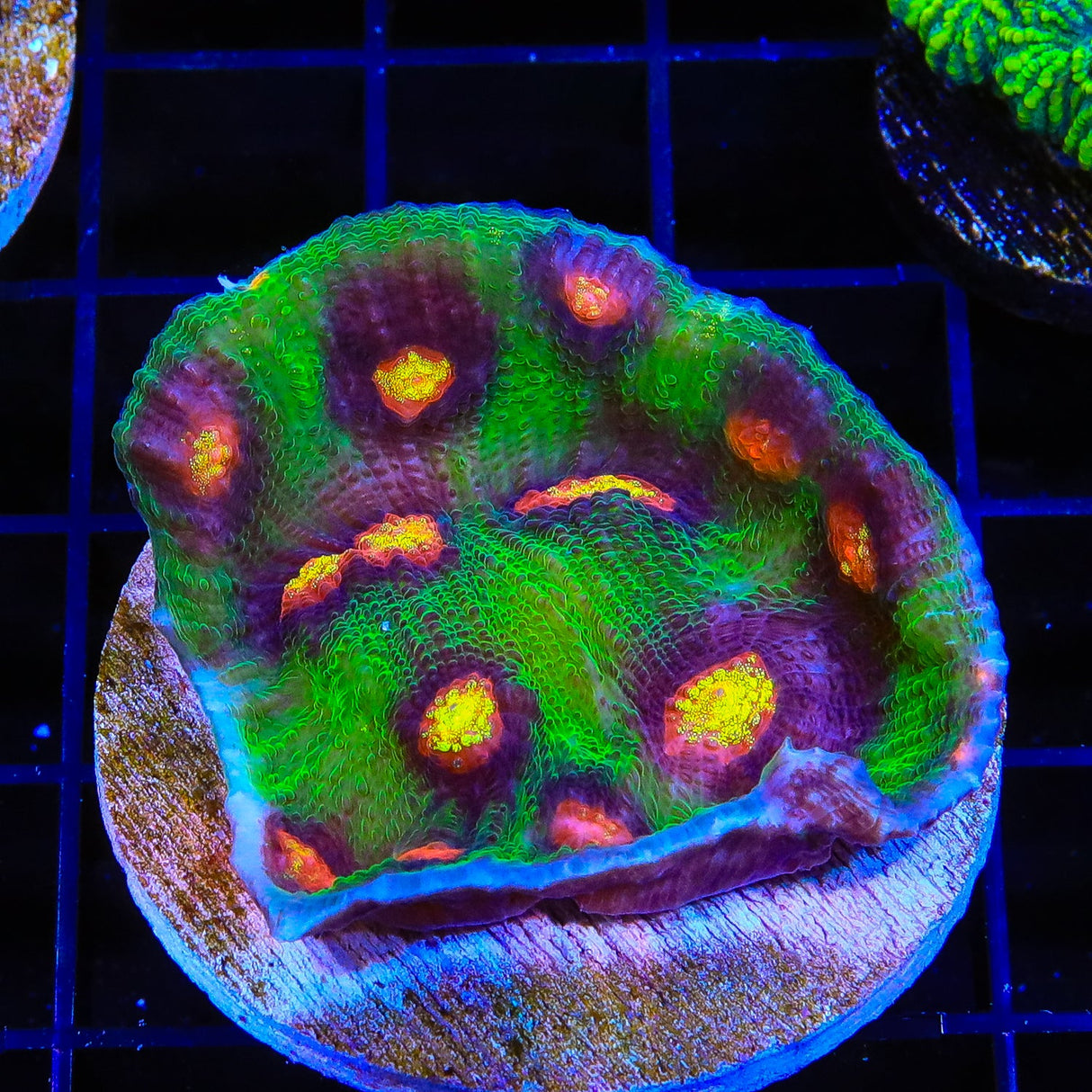 JF Raja Rampage Chalice Colony Coral