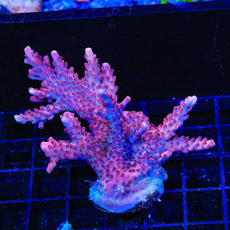 TSA Red Robin Acropora Colony Coral