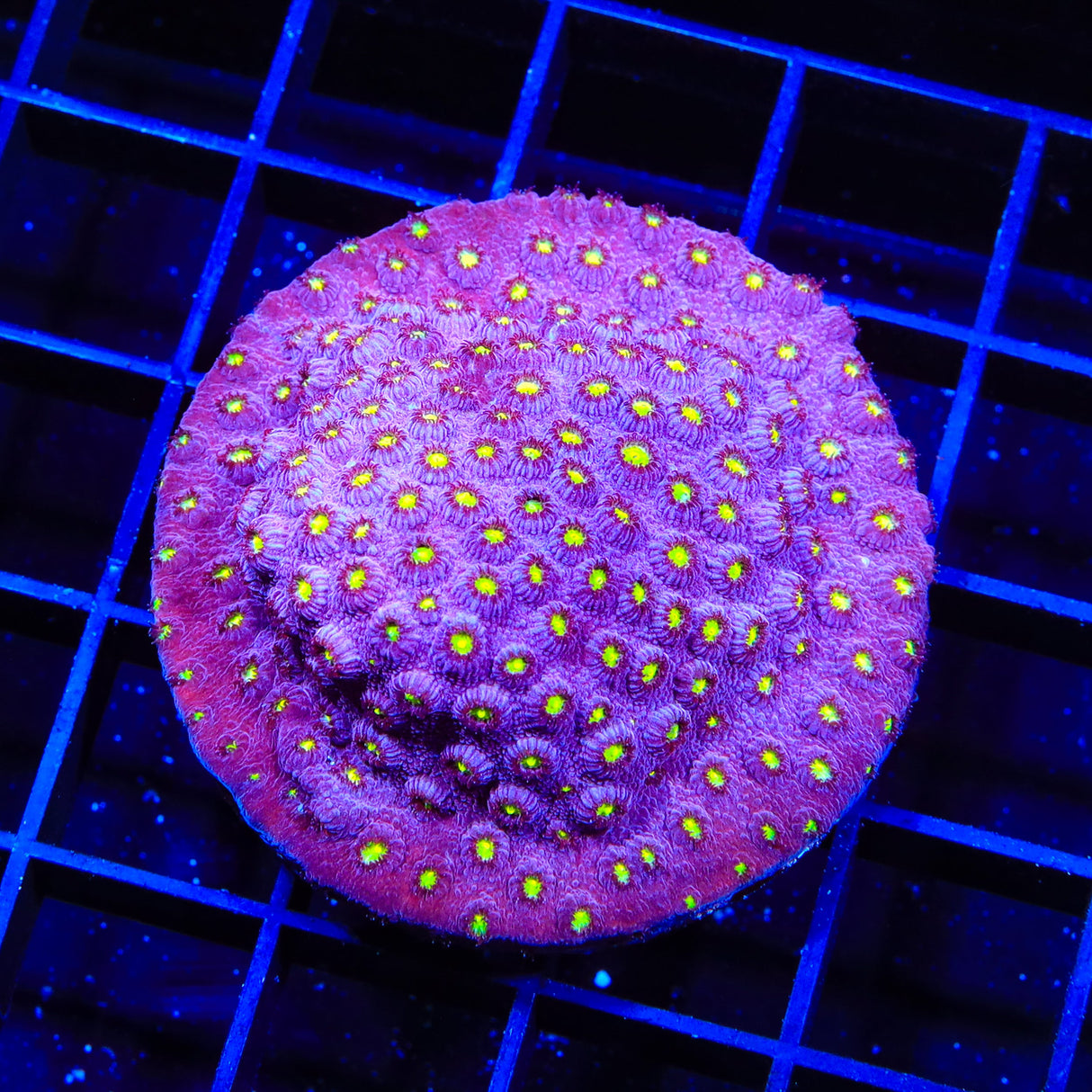 TSA Fire Favia Colony Coral