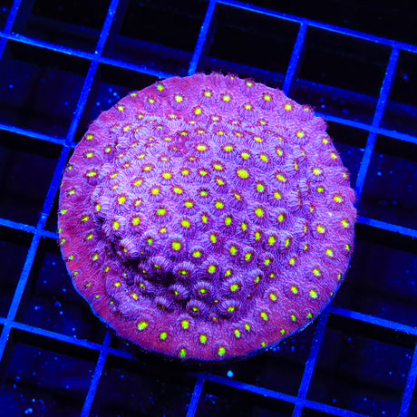 TSA Fire Favia Colony Coral