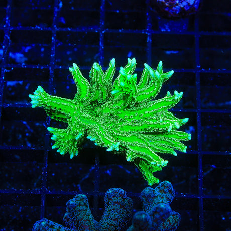 TSA Jade Dragon Birdsnest Coral