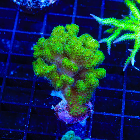 Neon Green Pocillopora Coral