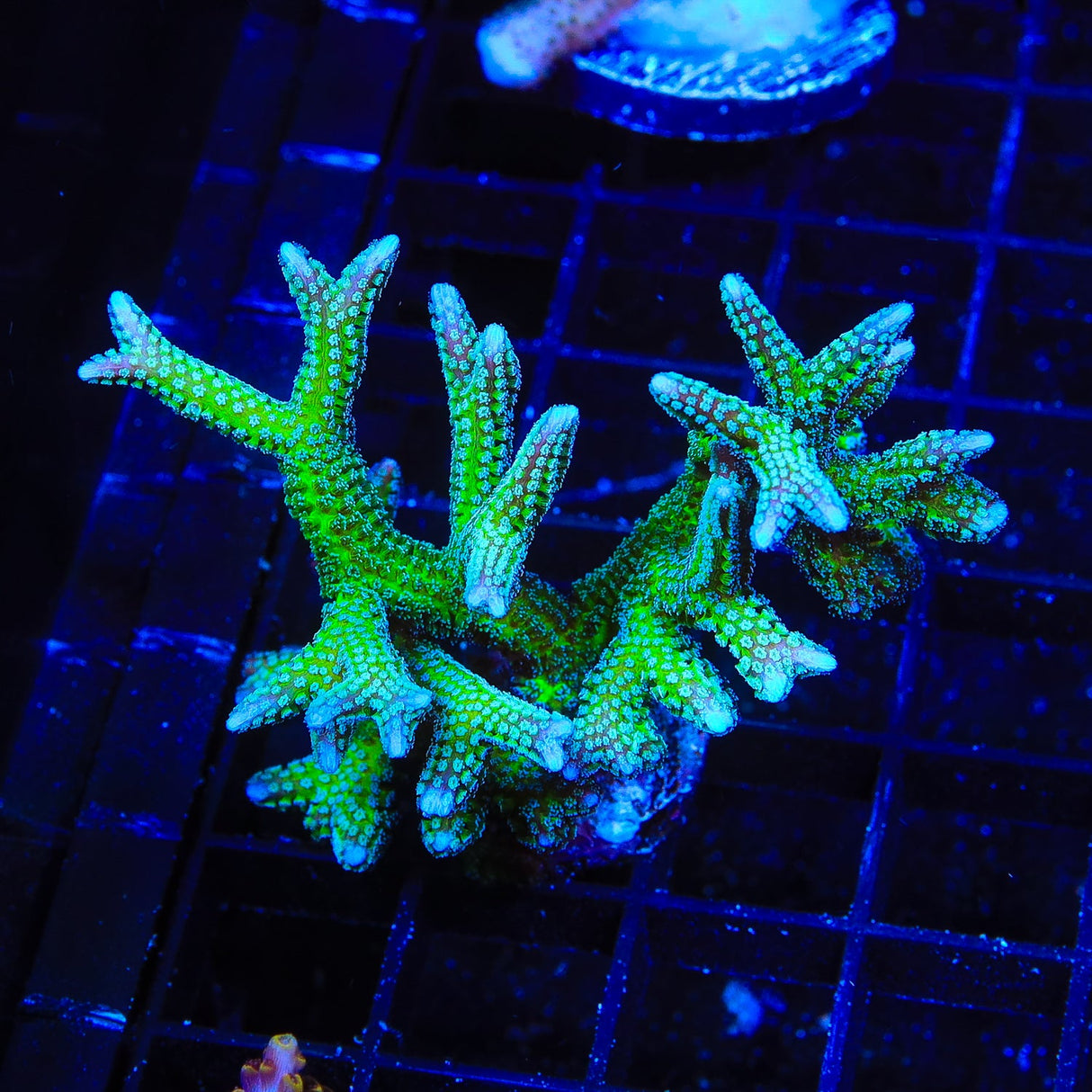 TSA Teal Birdsnest Coral