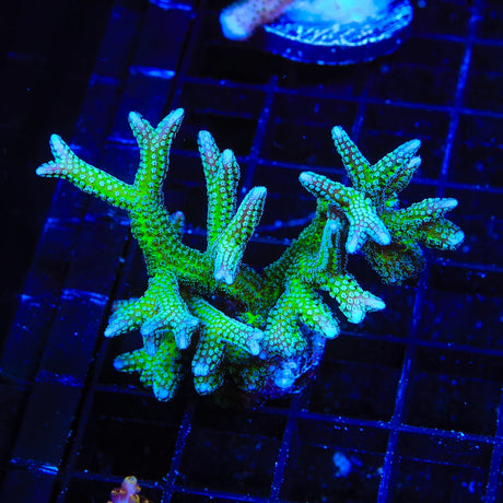 TSA Teal Birdsnest Coral