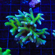 TSA Teal Birdsnest Coral