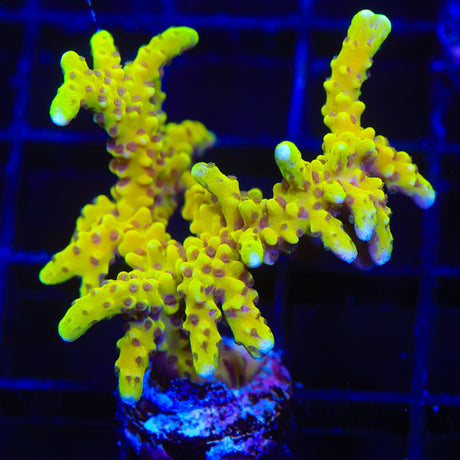 RRC Goldenrod Anacropora Coral