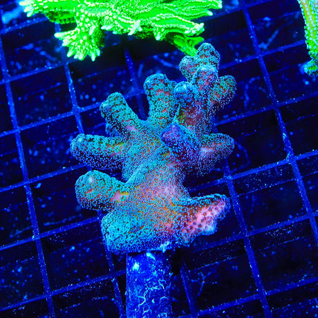 ORA Bird of Paradise Birdsnest Coral