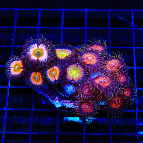 Combo Zoanthids Colony Coral