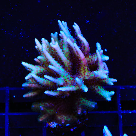 TSA Pink Tip Birdsnest Colony Coral