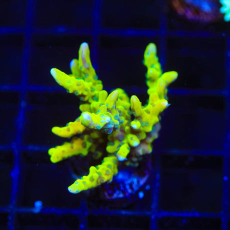 CB The Thing Anacropora Coral