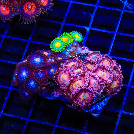 TSA Jade Dragon Birdsnest Coral