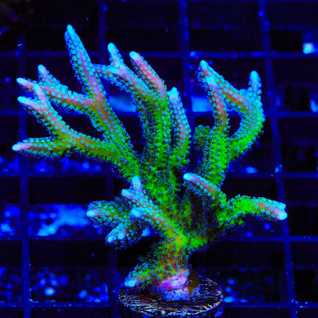 TSA Teal Birdsnest Colony Coral