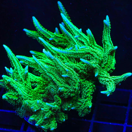 Combo Zoanthids Colony Coral