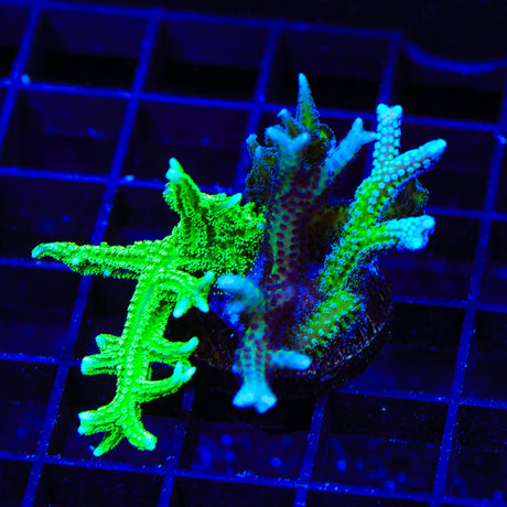 TSA Double Trouble Birdsnest XL Frag Coral