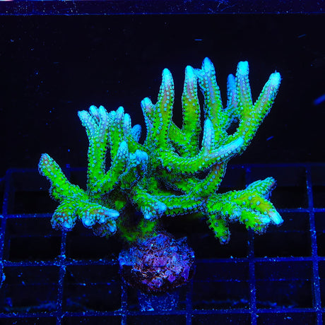 TSA Teal Birdsnest Coral