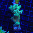 Green Birdsnest Coral