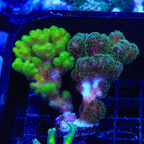 TSA Double Trouble Pocillopora Coral