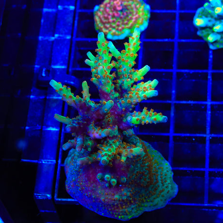 RRC Wonderland Acropora Colony Coral