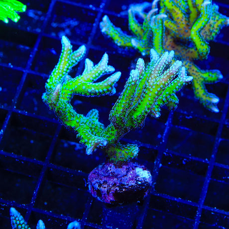 TSA Teal Birdsnest Coral