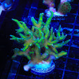 TSA Dragon Claw Birdsnest Coral