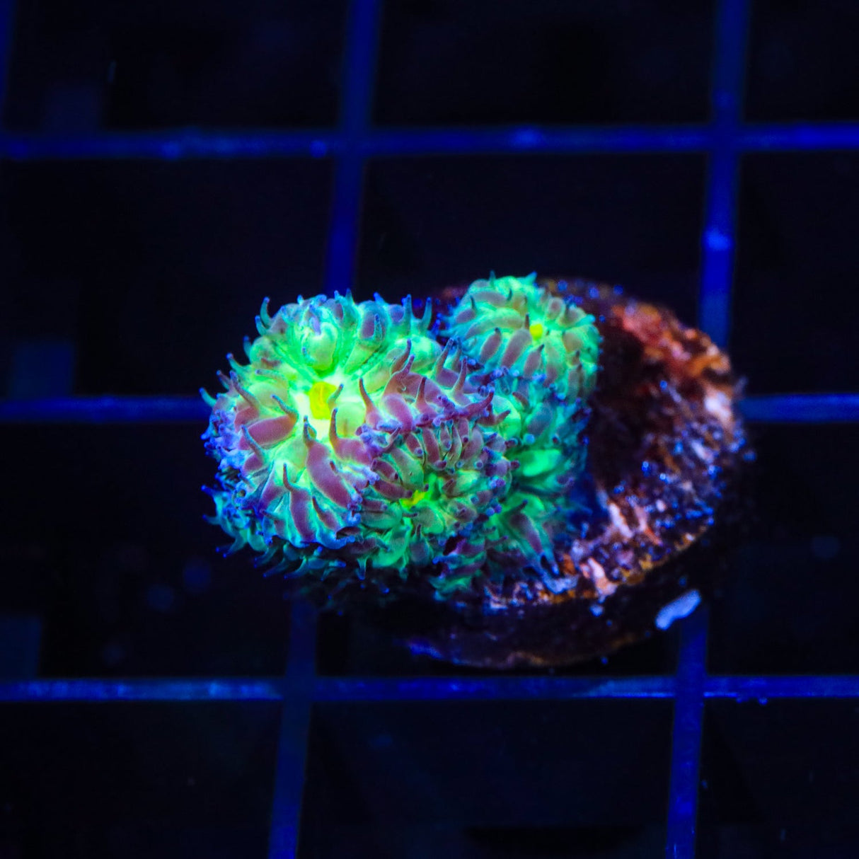 TSA Shamrock Blastomussa Coral