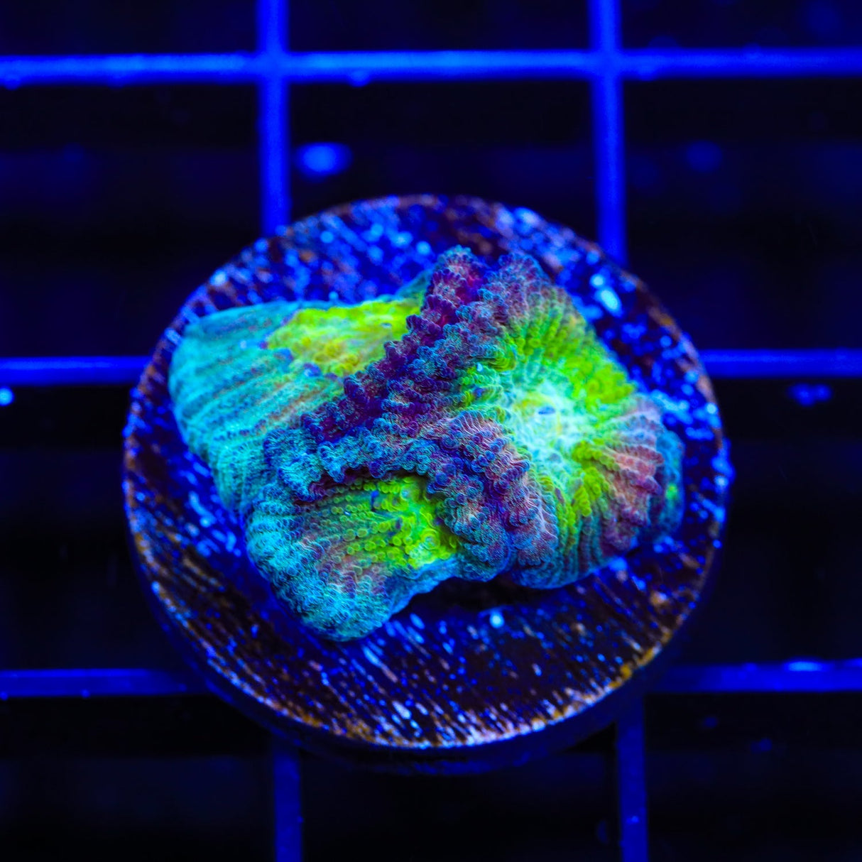 TSA Rainbow Favia Coral