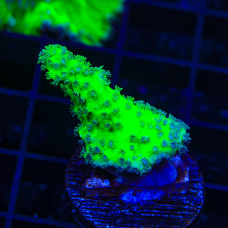 Neon Leather Coral