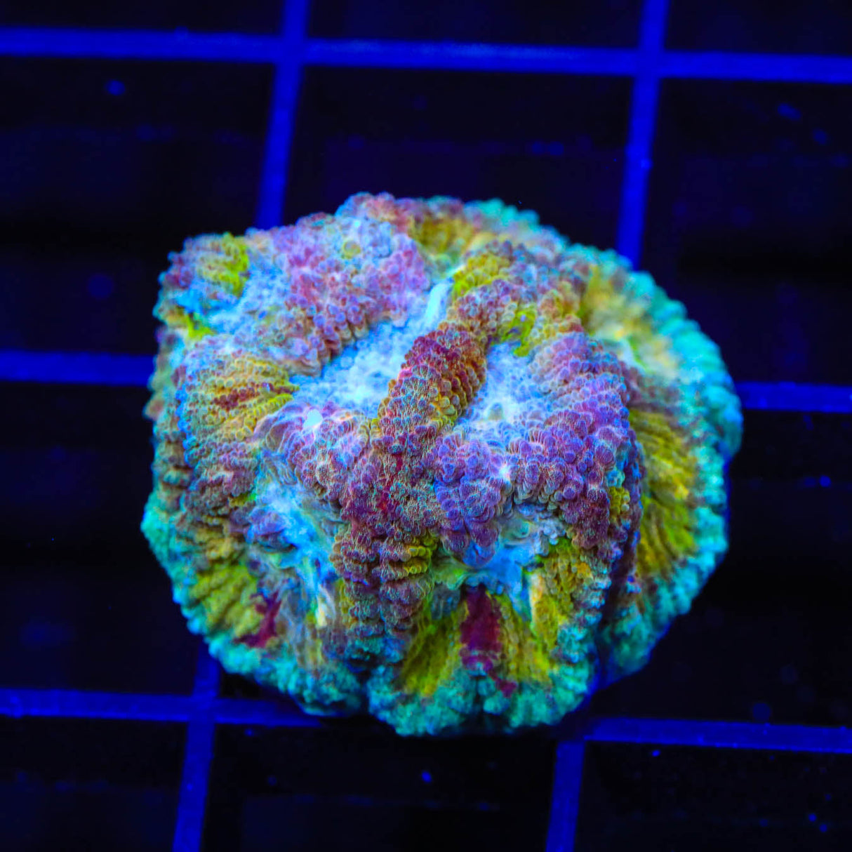 TSA Rainbow Favia Coral