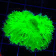 Green Cabbage Leather Coral