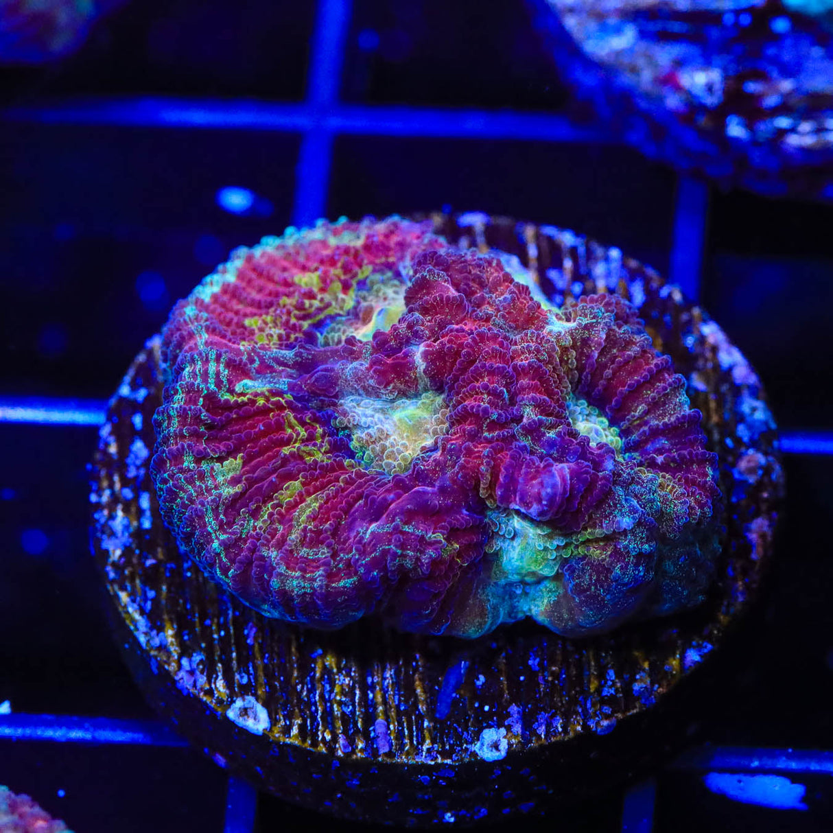 Rainbow Favia Coral - Top Shelf Aquatics