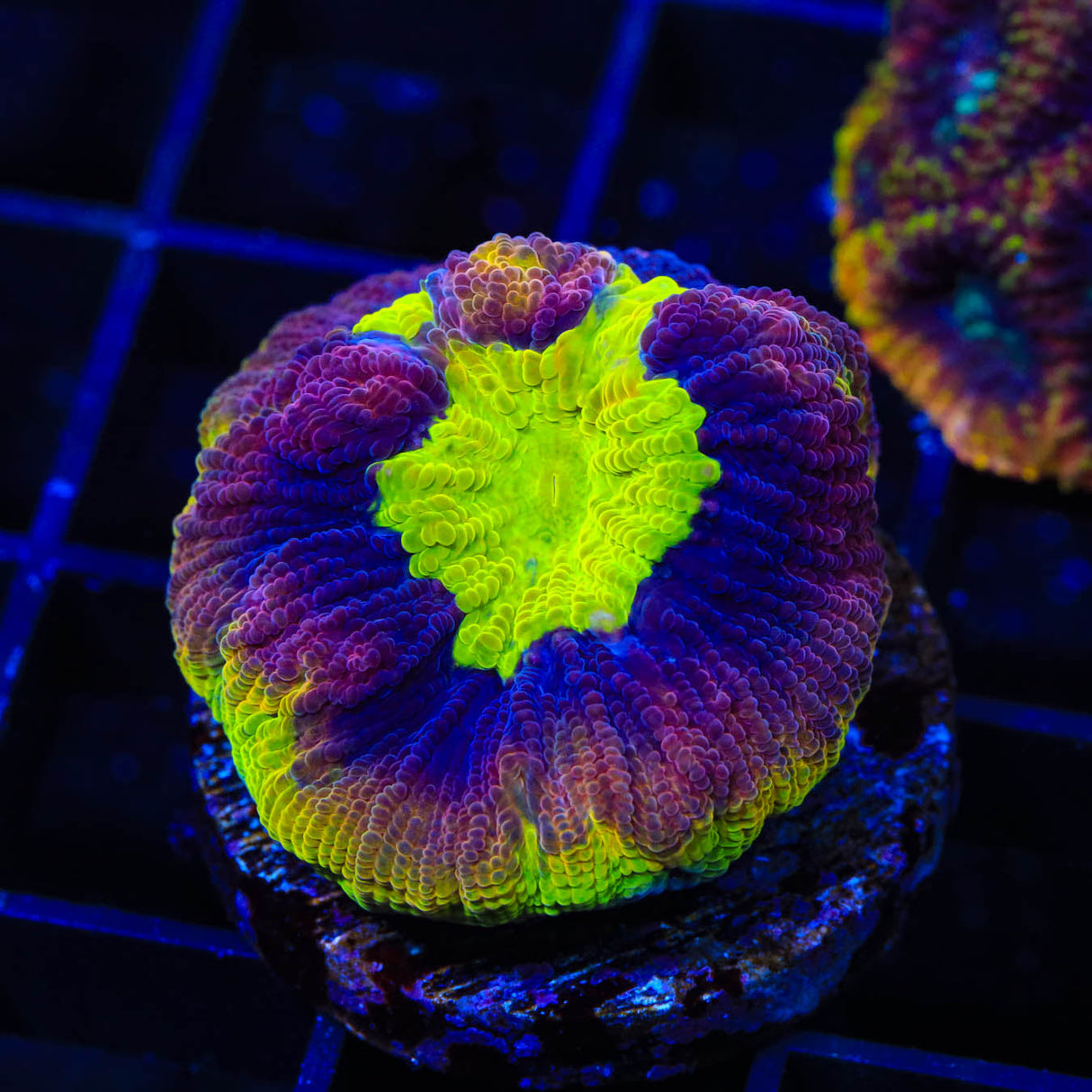 Dragon Soul Favia Coral - Top Shelf Aquatics