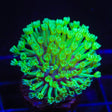 Green Long Polyp Toadstool Coral