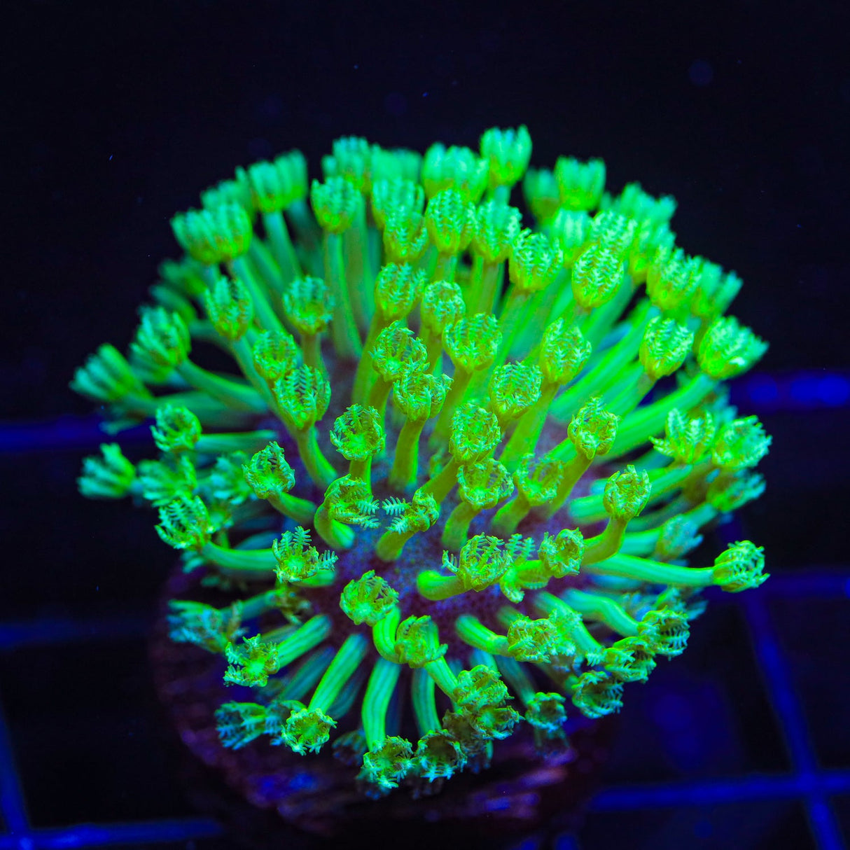 Green Long Polyp Toadstool Coral