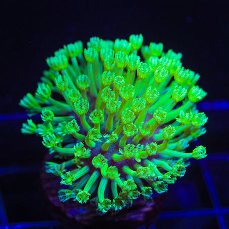 Green Long Polyp Toadstool Coral