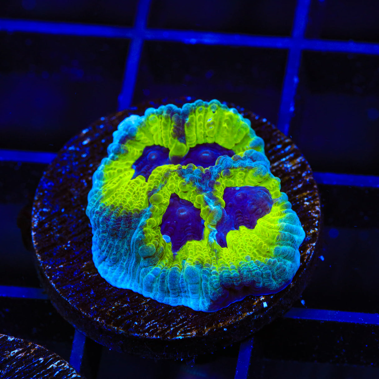 JF Purple People Eater Favia Coral - Top Shelf Aquatics