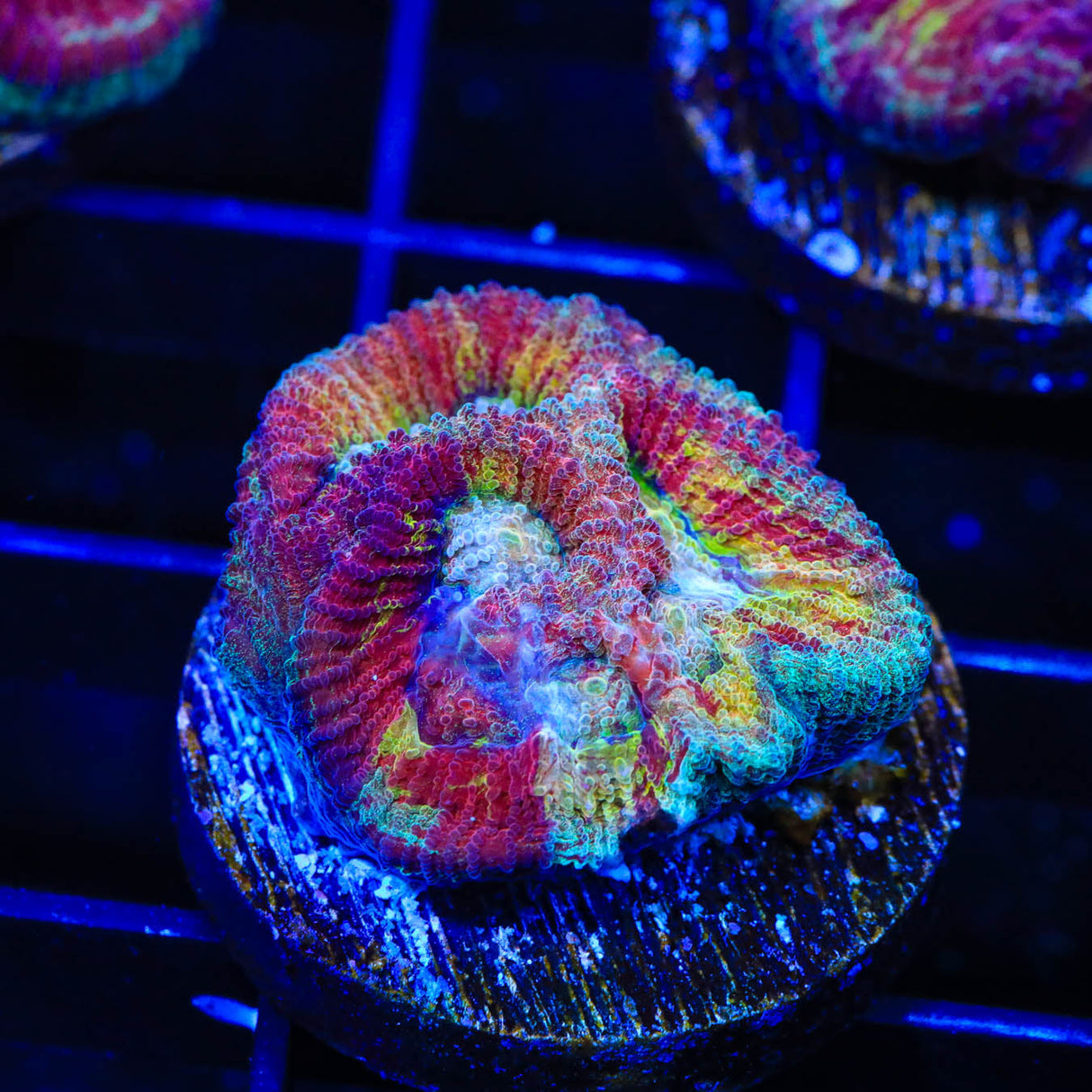 Rainbow Favia Coral