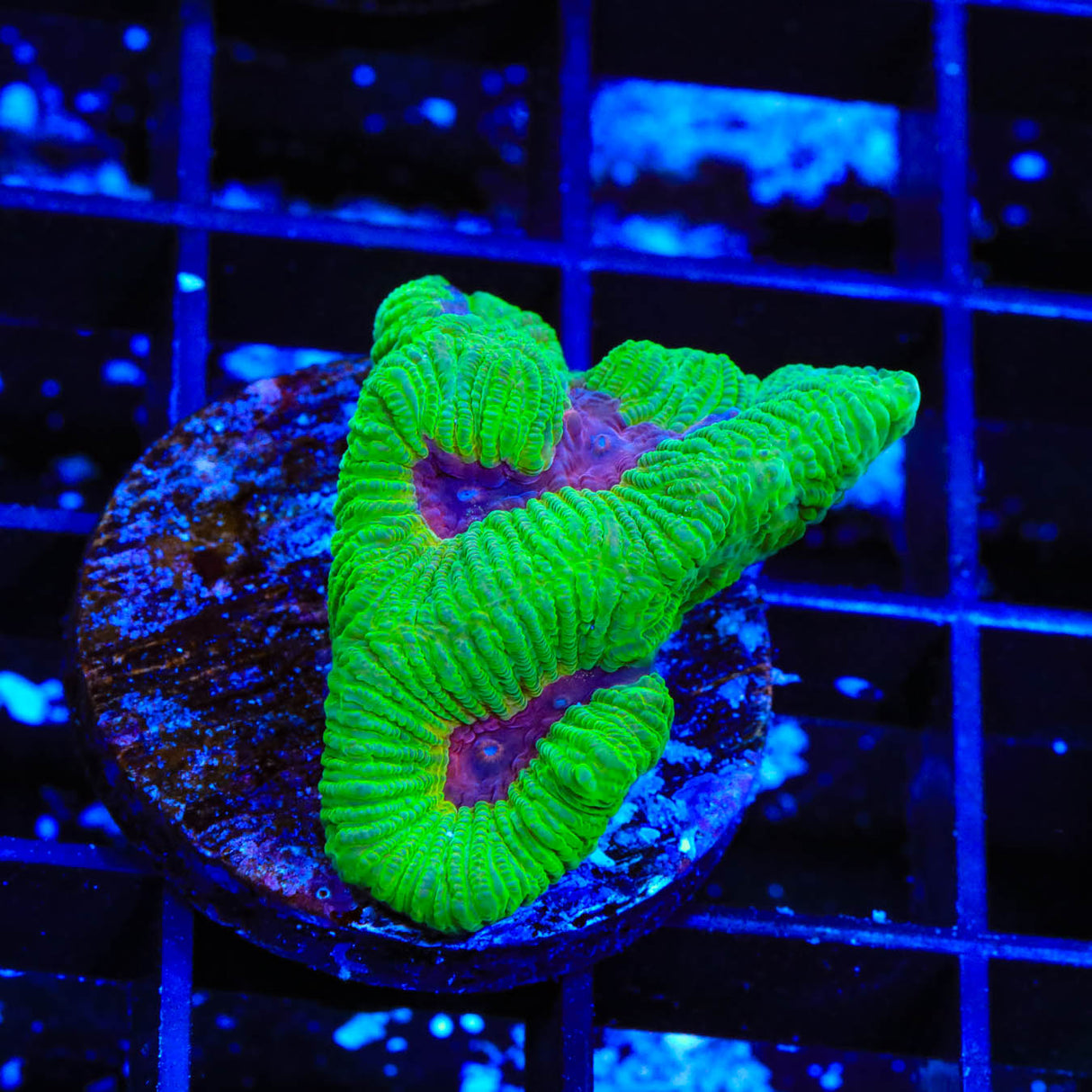 TSA Grinch Favia Coral - Top Shelf Aquatics