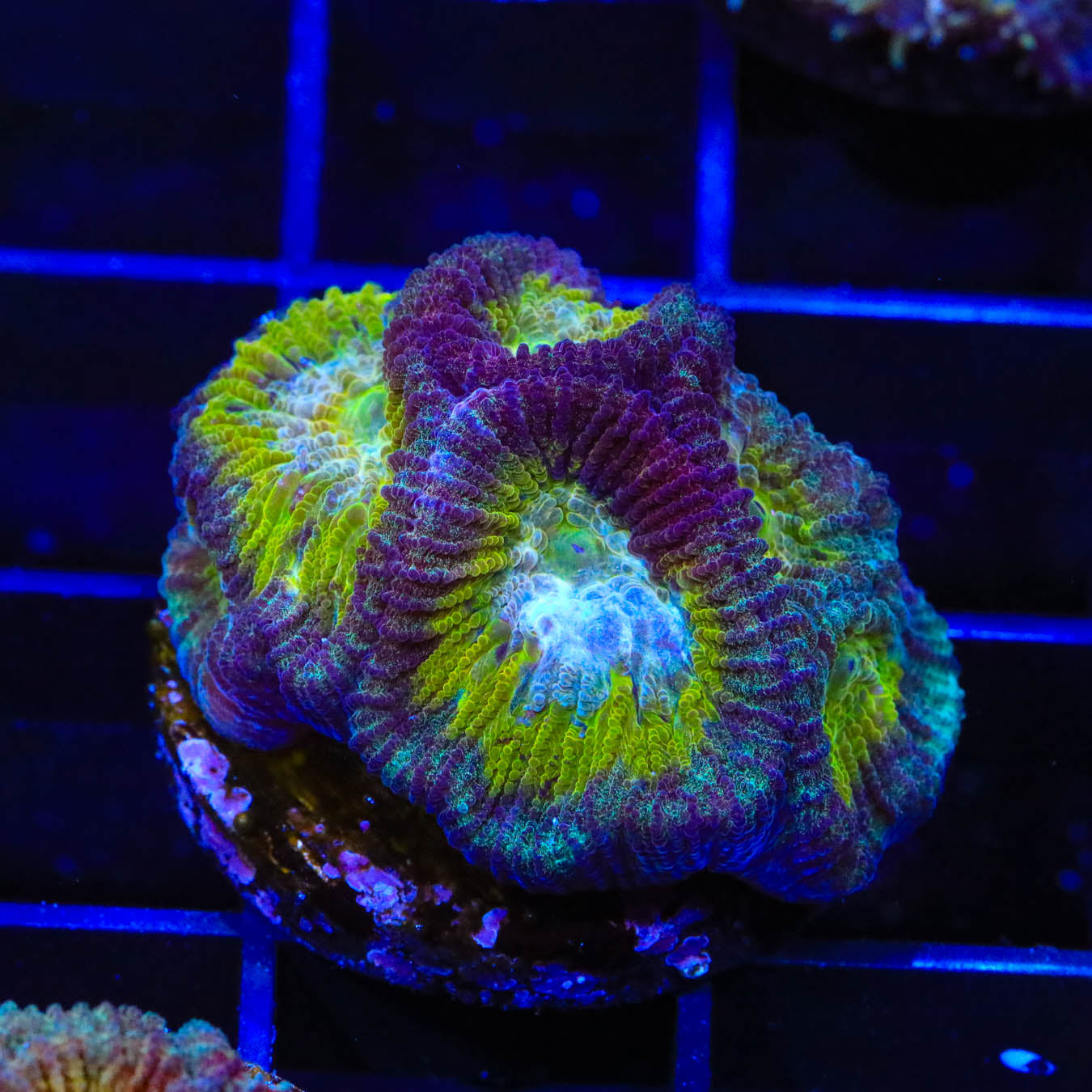 Rainbow Favia Coral