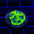 TSA Antivenom Favia Coral