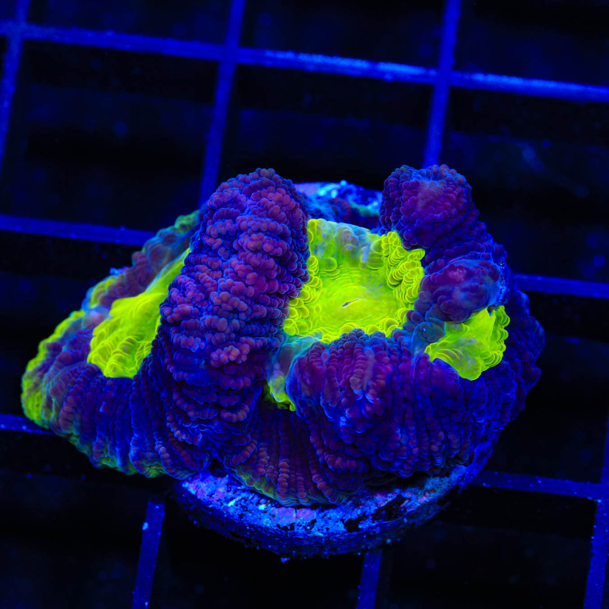 Dragon Spirit Favia Coral - Top Shelf Aquatics