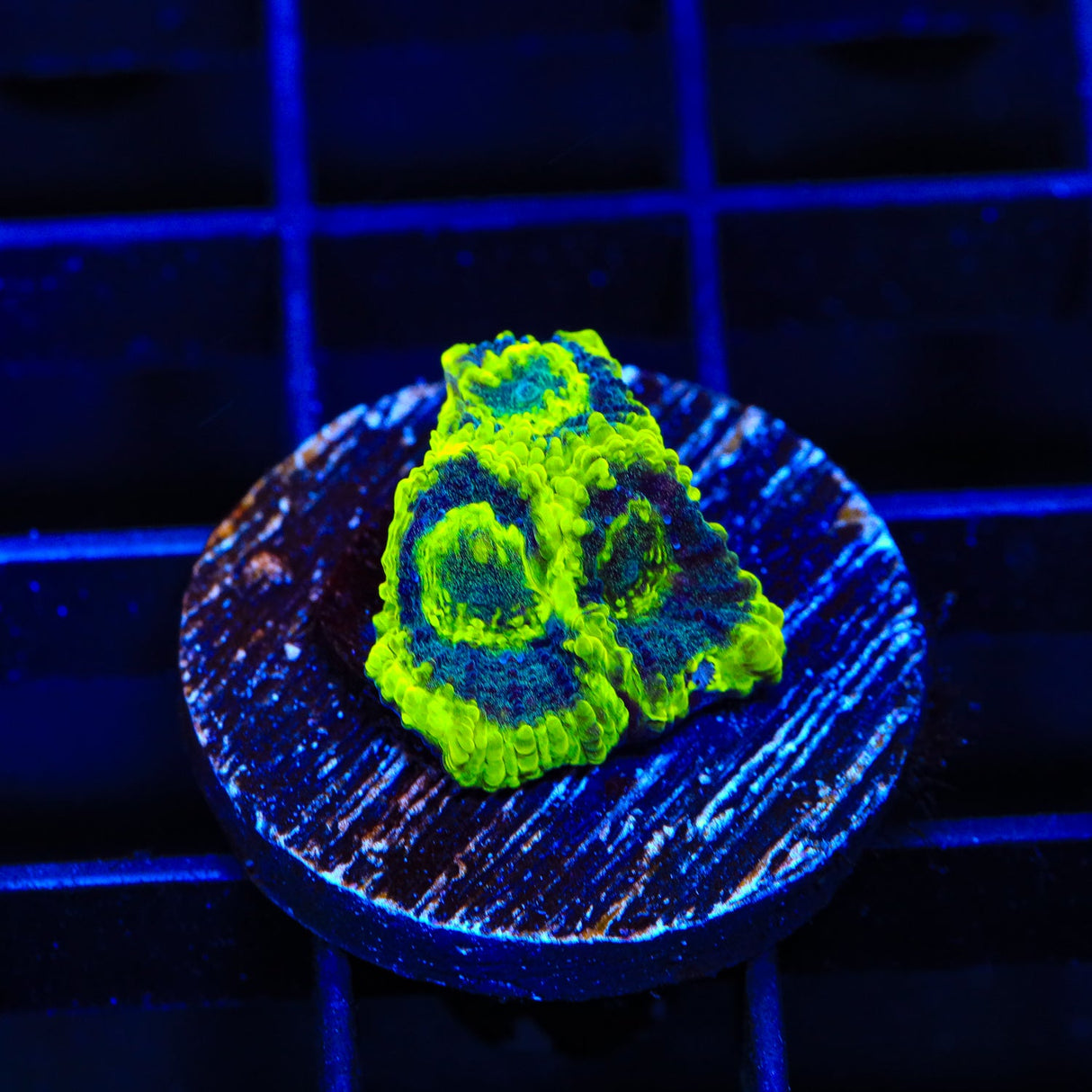 TSA Antivenom Favia Coral