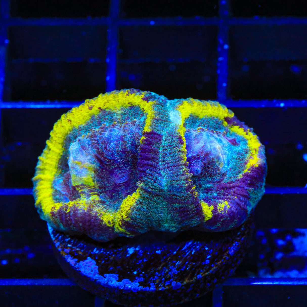 TSA Hop Scotch Favia Coral - Top Shelf Aquatics