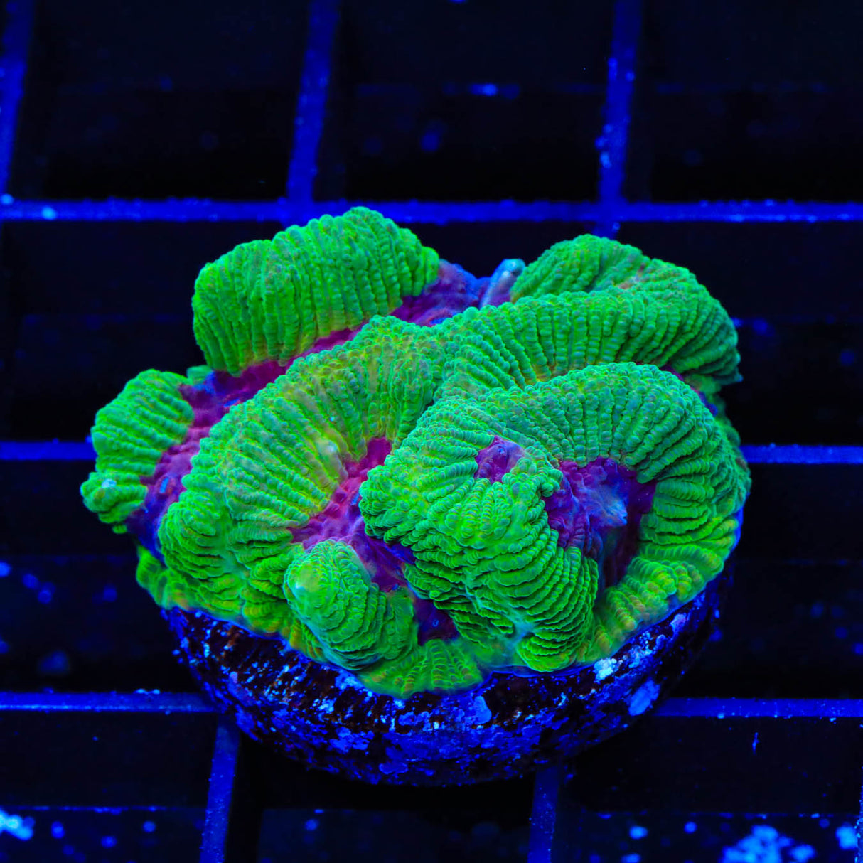 TSA Grinch Favia Coral - Top Shelf Aquatics