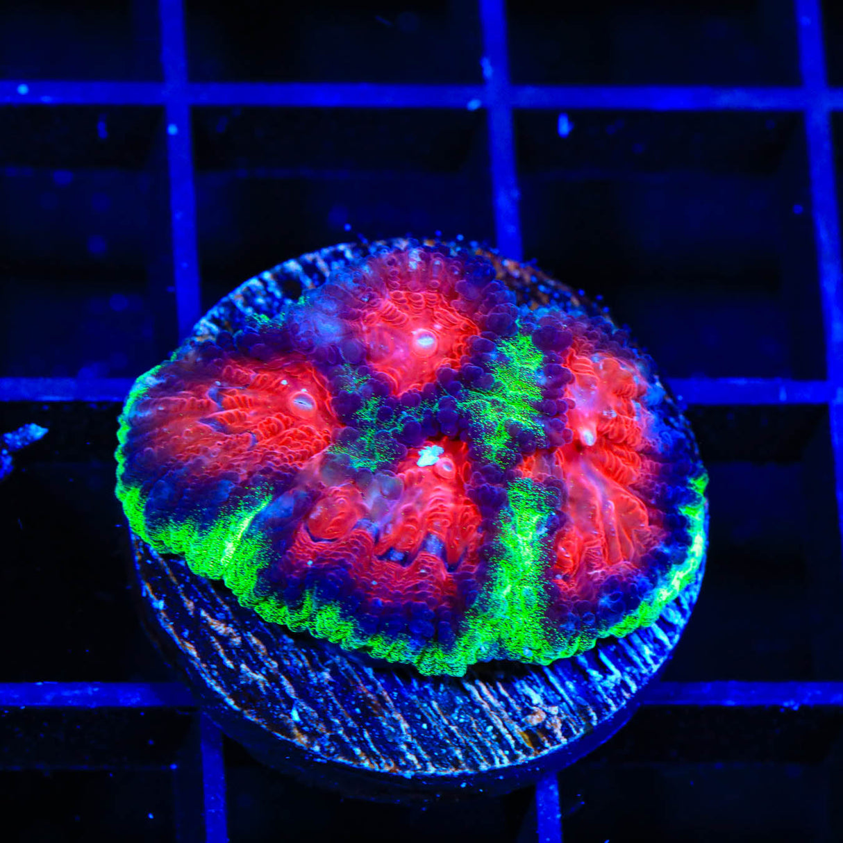 Christmas Favia Coral - Top Shelf Aquatics