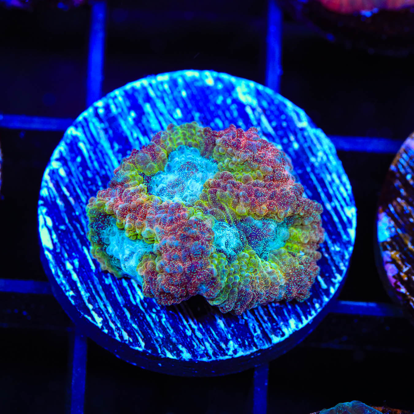 Rainbow Favia Coral