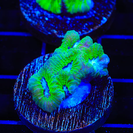 TSA Sour Crystal Favia Coral