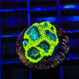 TSA Antivenom Favia Coral