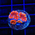 Rainbow Acan Coral