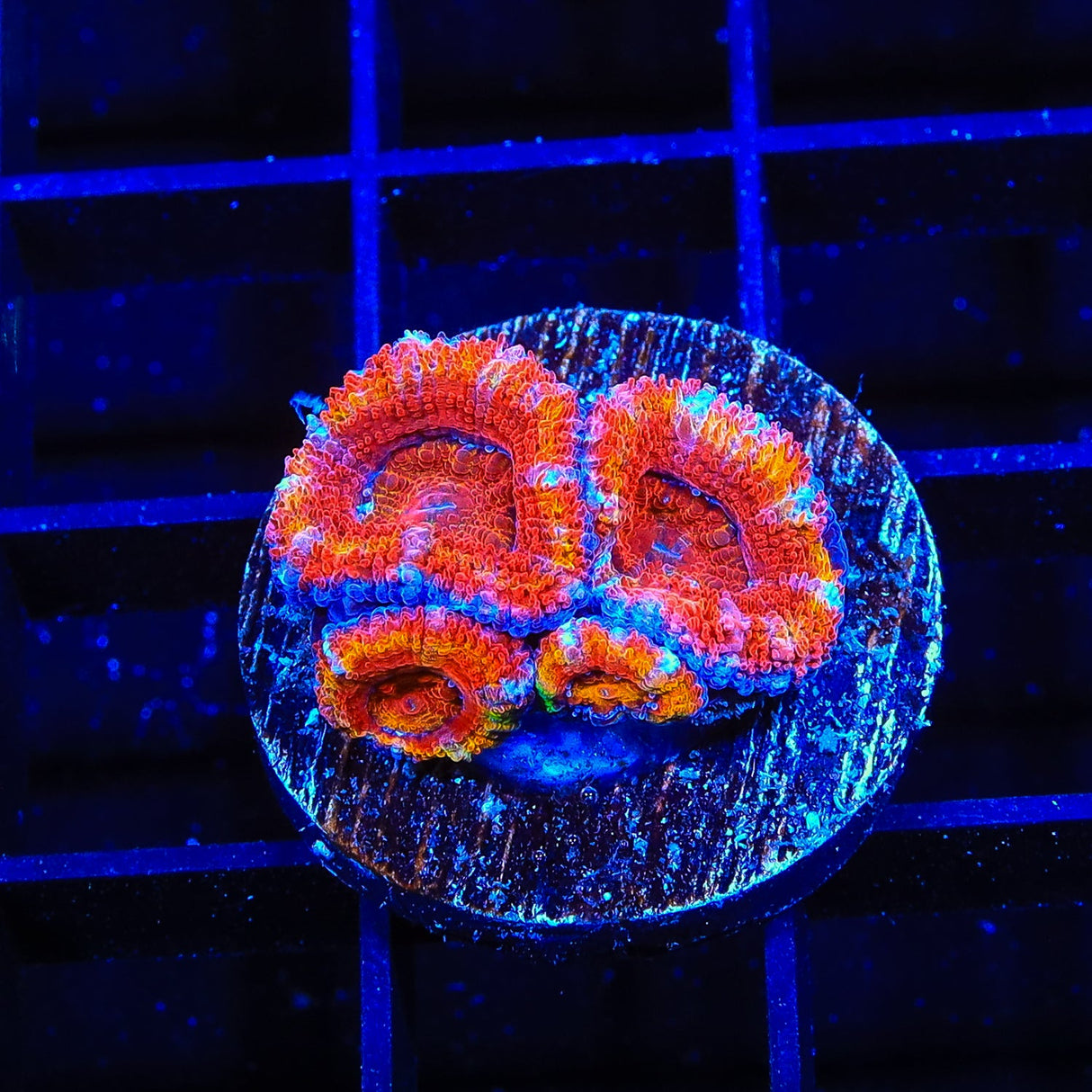 Rainbow Acan Coral