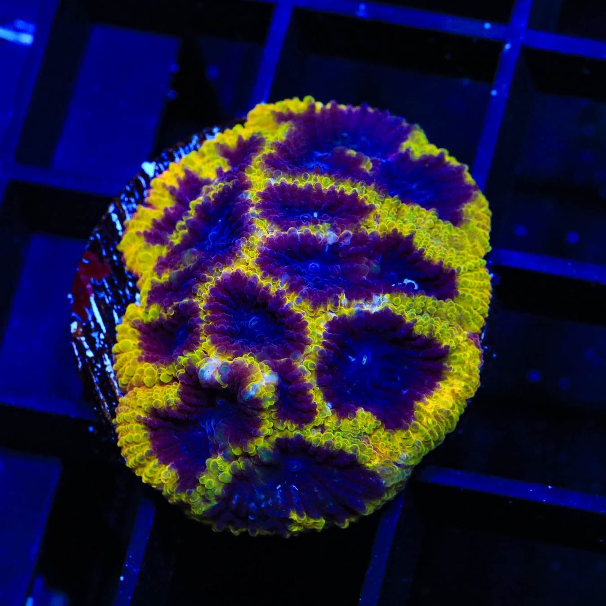 TSA Wolverine Favia Coral - Top Shelf Aquatics